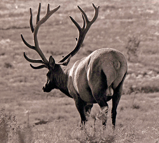 An 8x8 bull elk on the east Flagstaff golf course.